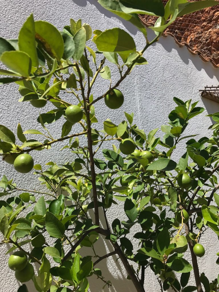 Lime