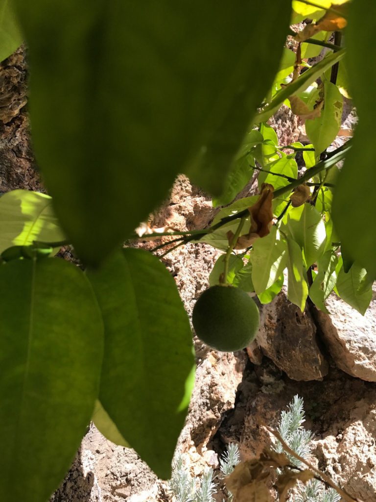 Grapefrukt