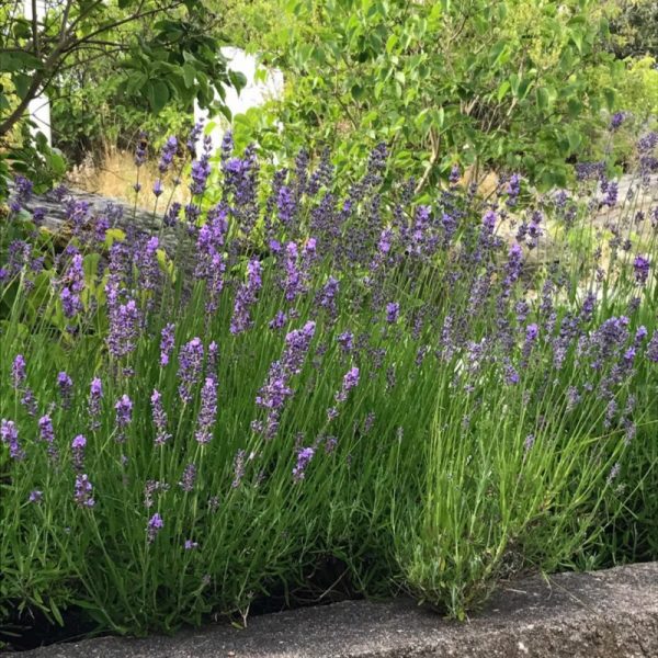 Lavendel