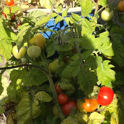 Tomatplanta