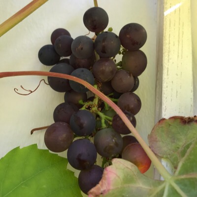 Vindruvor