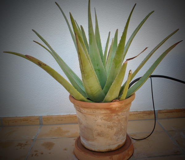 Aloe vera