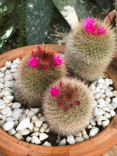 Vinterlandskap Mallorca