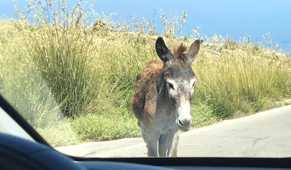 Åsna på vägen