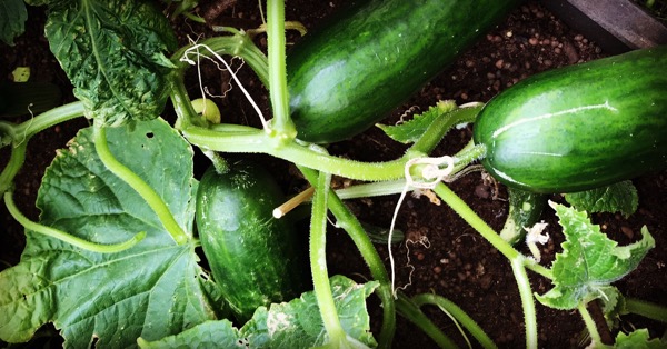 Sommar i Sverige igen