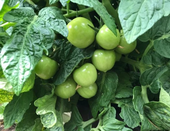 Sommar i Sverige igen