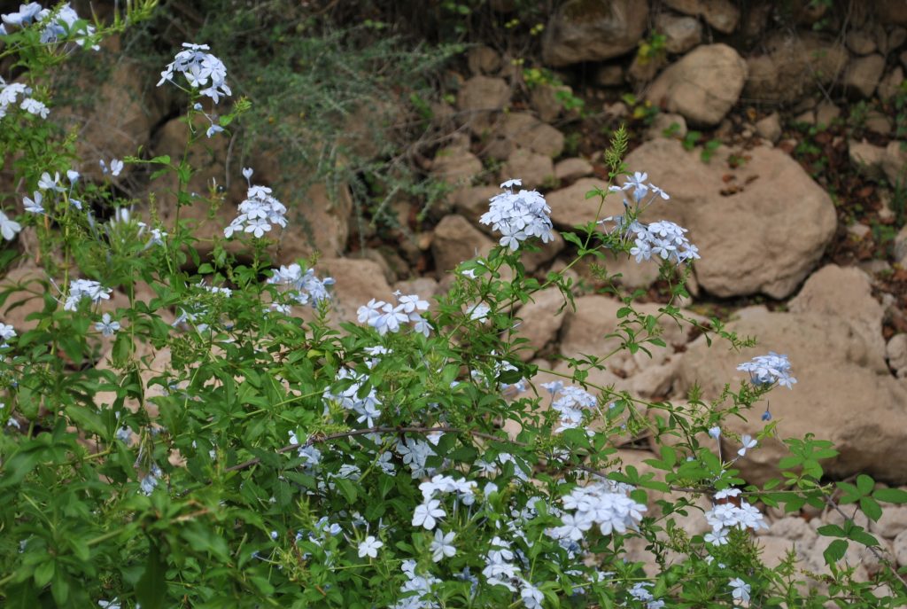 Längtan till Mallorca