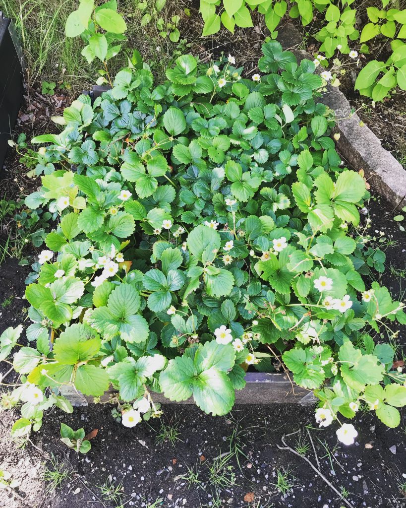 Jordgubbar i september