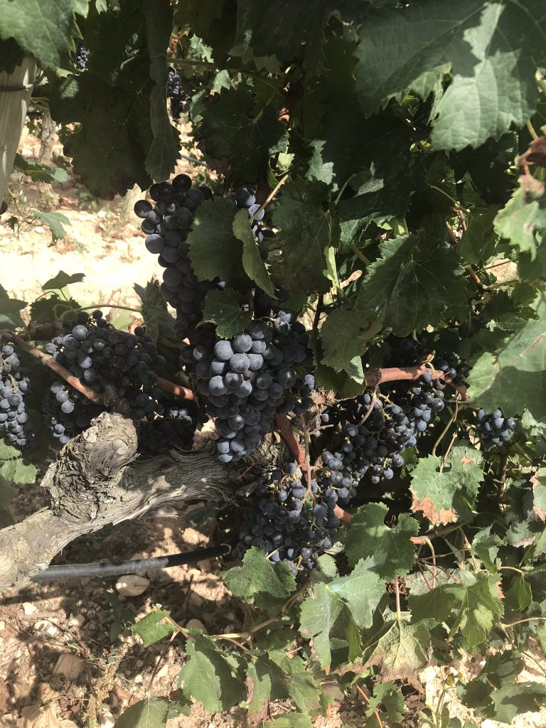 Fler tips trevliga o mysiga små bodegas