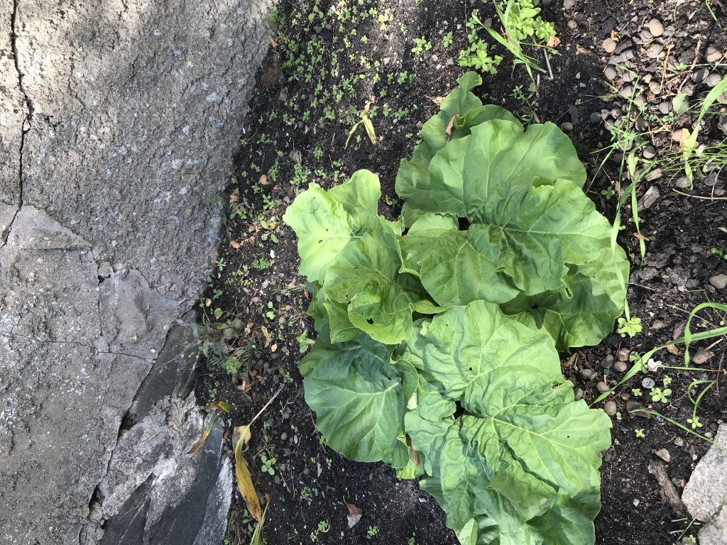 Rabarber i september