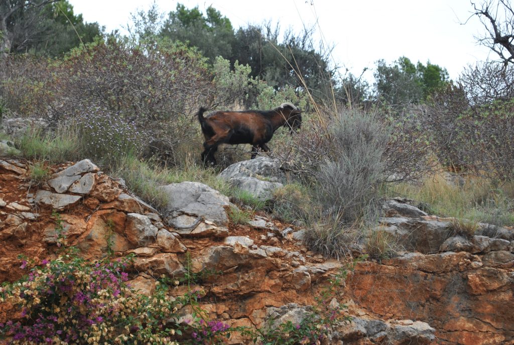 Längtan till Mallorca 