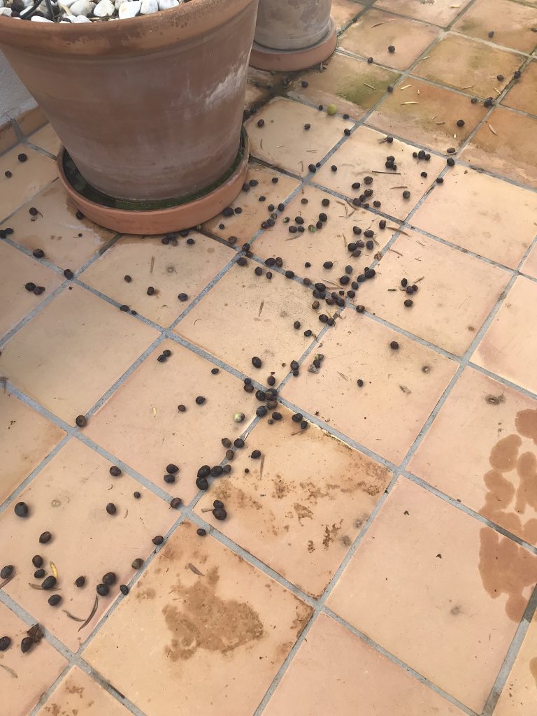 Mina oliver Mallorca