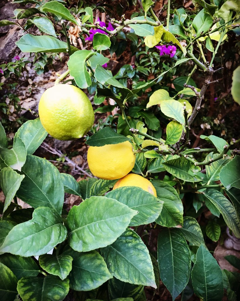 December och Mallorca 