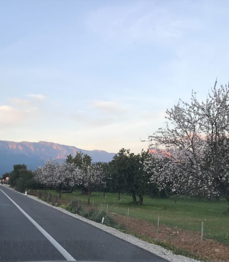 Mandelblomning