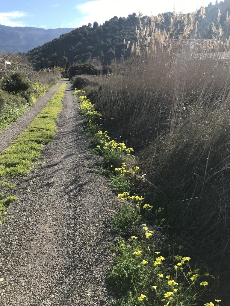 Mallorca i februari