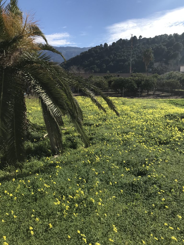 Mallorca i februari