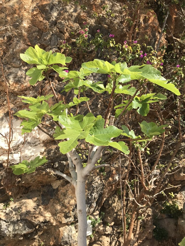 Fikonträdet tar sig