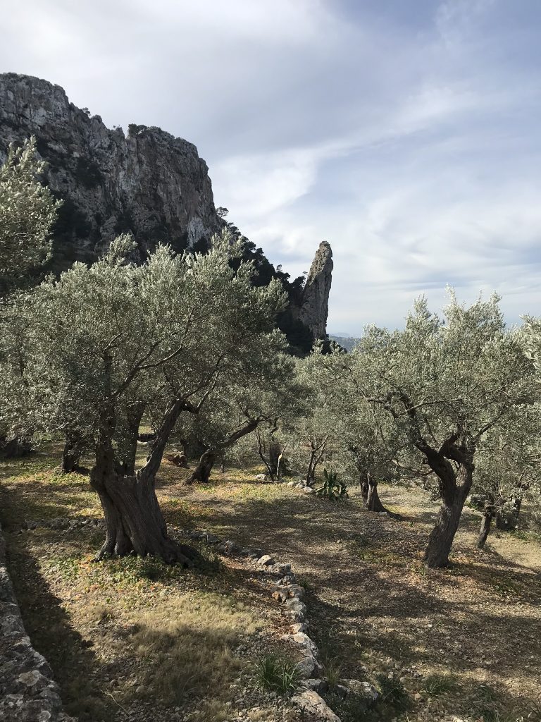 Olivträd 