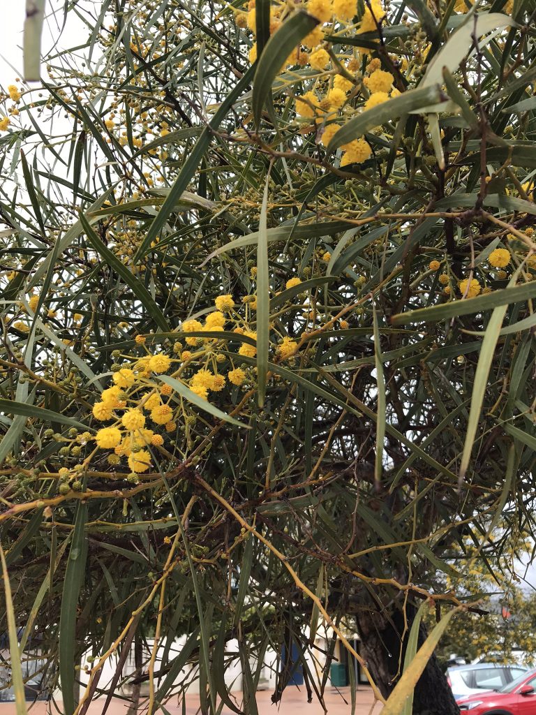 Mimosaträd