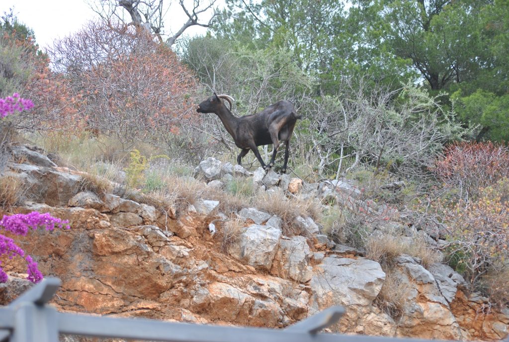 Mallorcasemester i juni