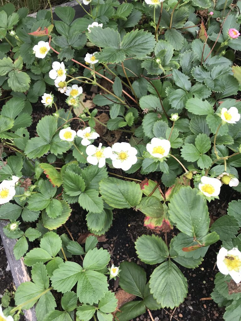 September och svenska kusten