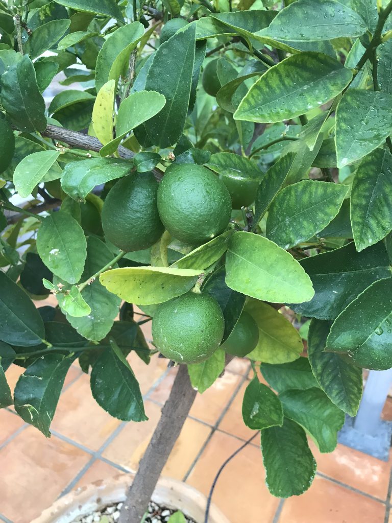 September och Mallorca