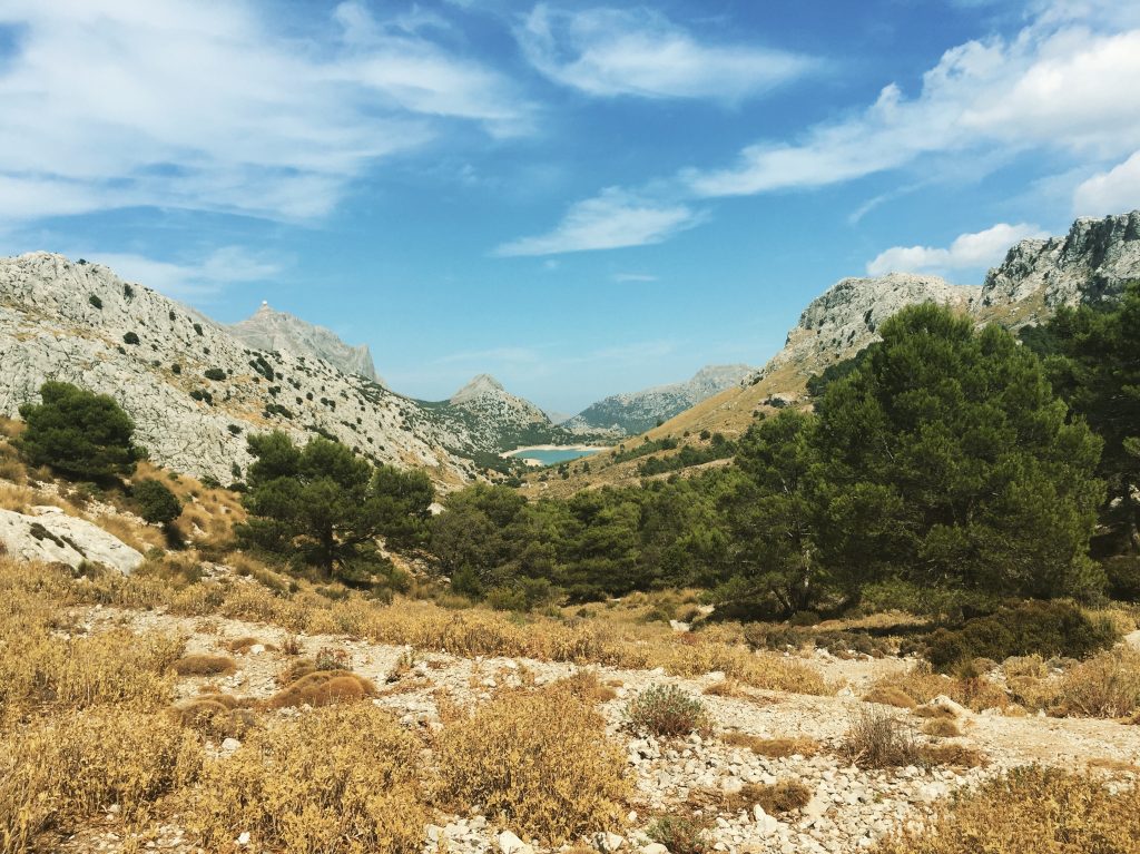 Dammarna
