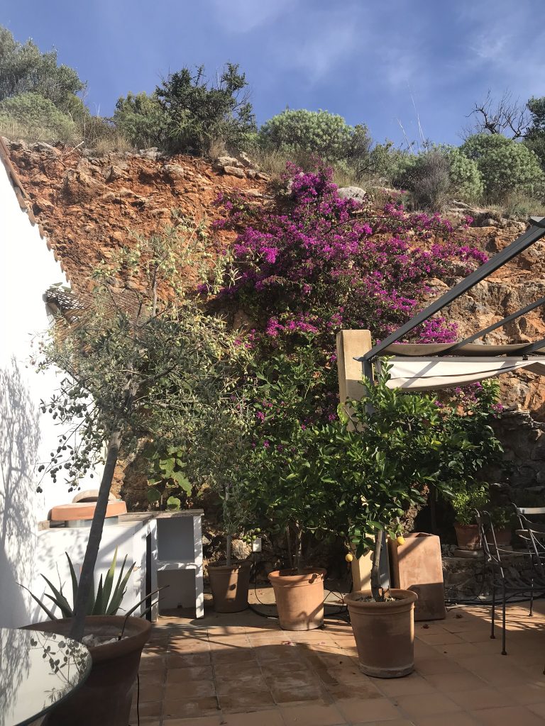 Mallorcacitroner i lemonad 