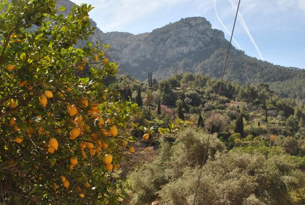 Mallorca byts mot Sverige 