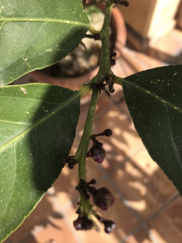 Citronträd tillbaka