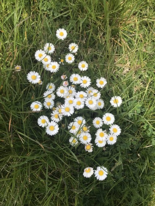 Naturen idag 