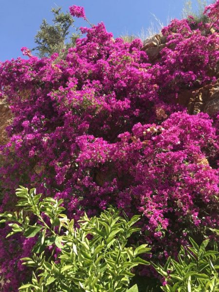 Mallorcaresa i Coronatider