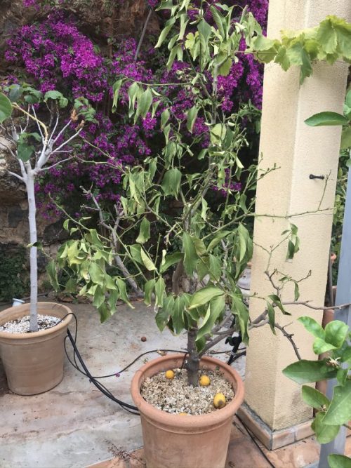 Mallorcaväxter i Coronatider