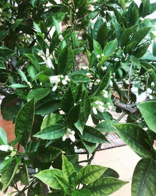 Mallorcaväxter i Coronatider