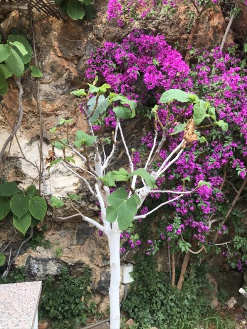 Mina Mallorcaväxter i Coronatider