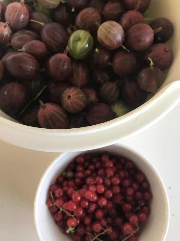 Augustipyssel i trädgården 