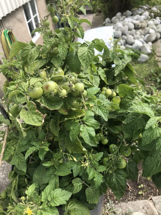 Augustipyssel i trädgården 