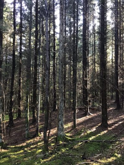 Tips på höstaktivitet 