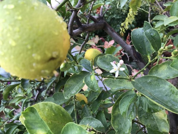 Mitt limeträd
