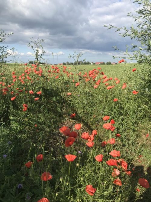 En vanlig svensk sommar