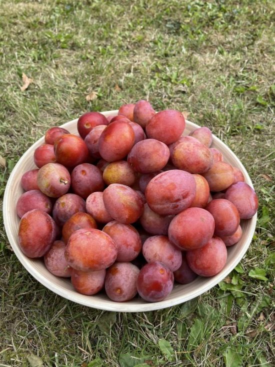 September och skördetid 